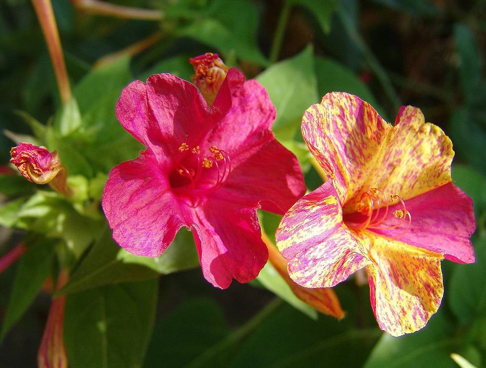 Ночная красавица Mirabilis Jalapa