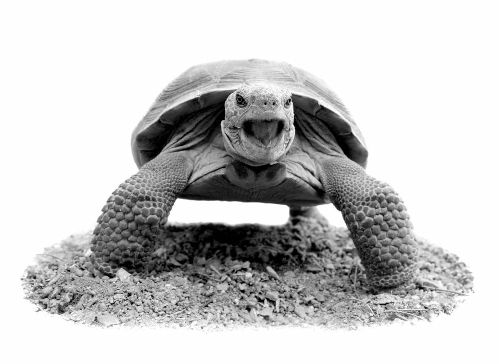 desert tortoise | Shutterbug