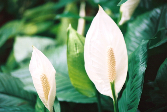 Peace lillies | Shutterbug