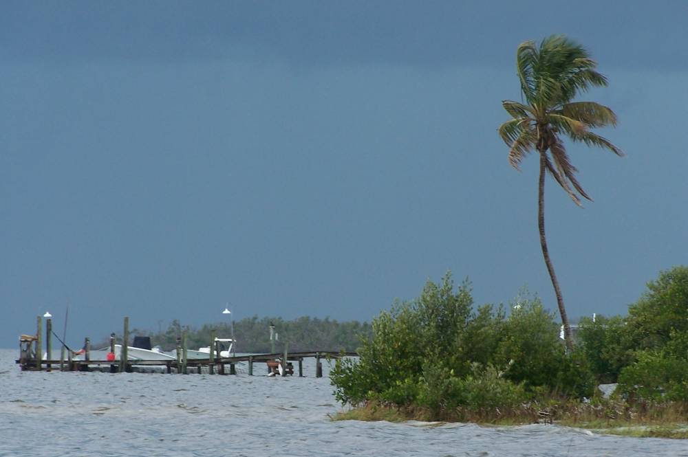 Pineland tree | Shutterbug