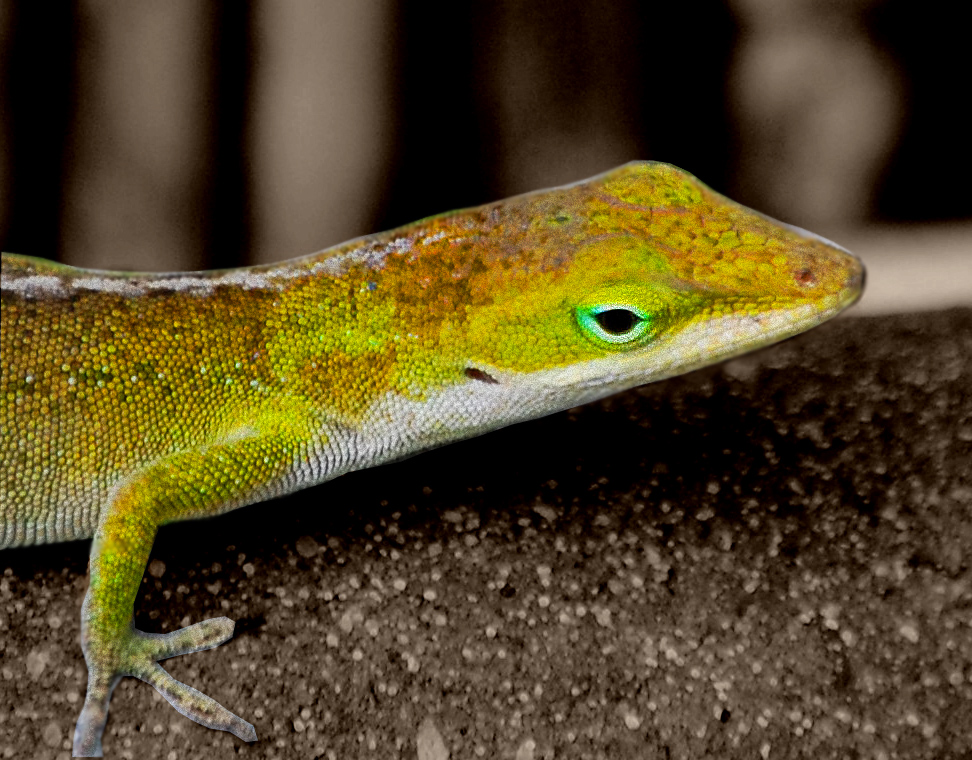 Anole On Fence Shutterbug