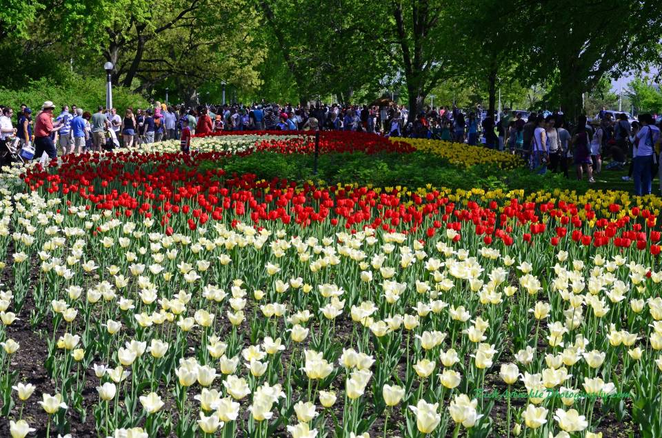 Ottawa Tulip Festival - 2011 | Shutterbug