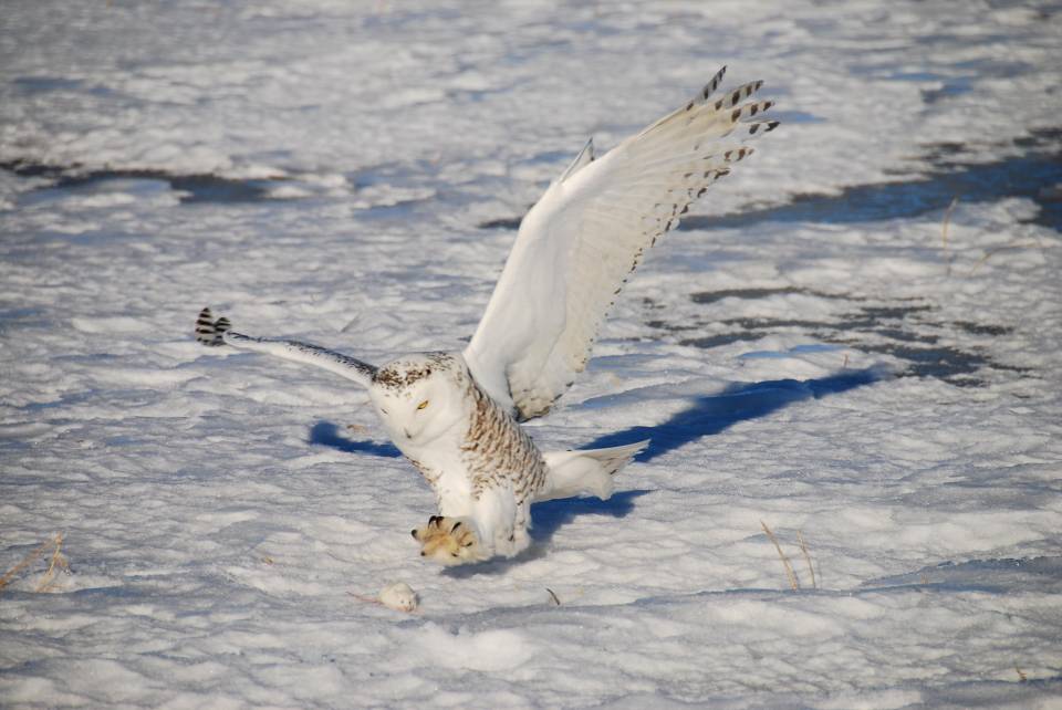 Snowy Owl On The Attack | Shutterbug