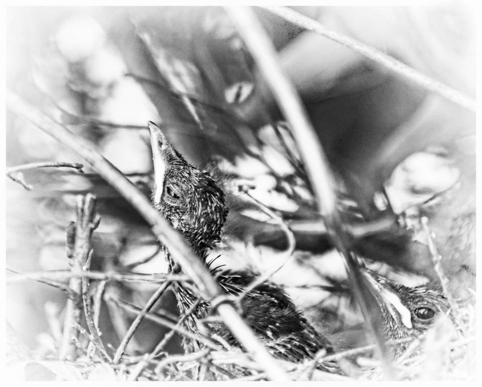 baby-birds-shutterbug