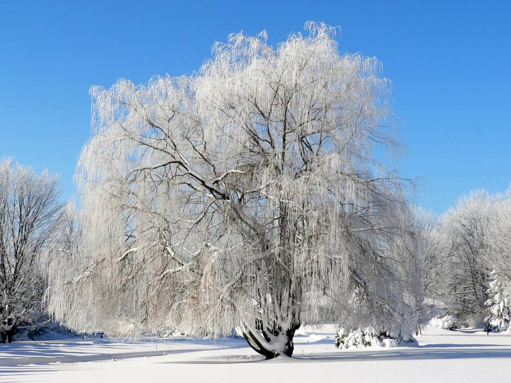 Frosted Willow | Shutterbug