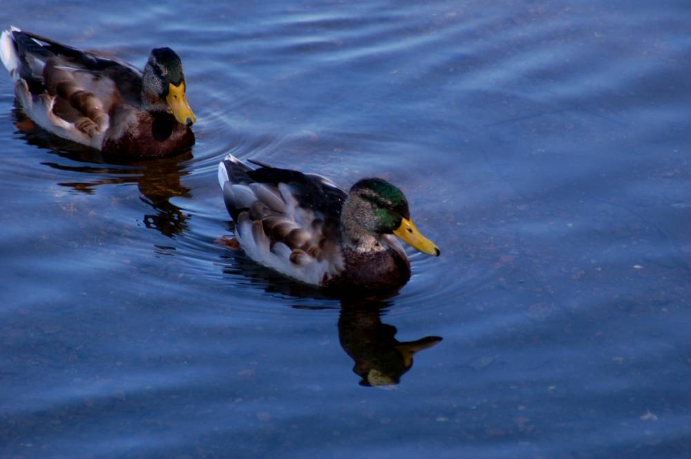 twin duck | Shutterbug