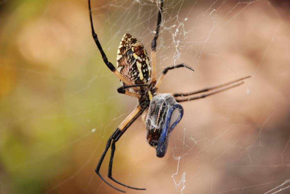 Camel Spider Eating Lizard