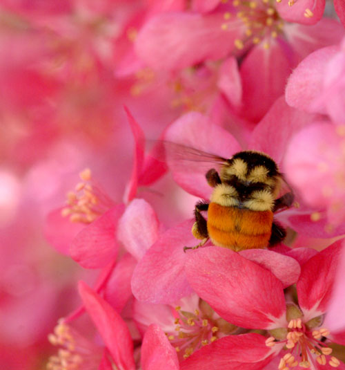 UTOPIA IN PINK | Shutterbug