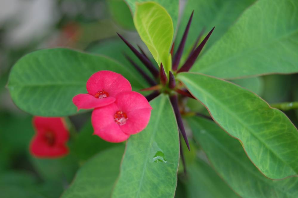 little-red-flowers-2006-yuan-zhang-bowen-dong-yuanyuan-ning