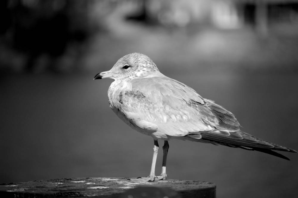 Southern Seagull | Shutterbug