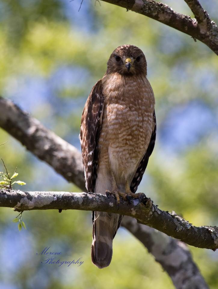 Hawk staring | Shutterbug