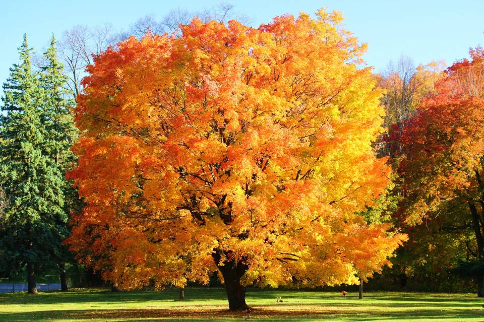 Colorful Maple Tree | Shutterbug