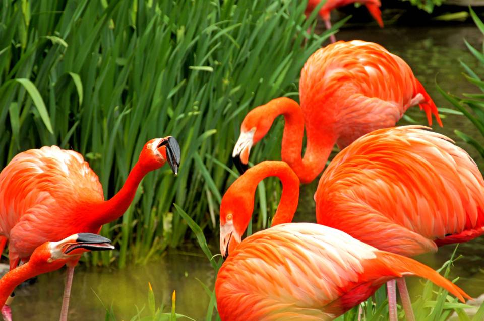 Group of Pink Flamingos | Shutterbug