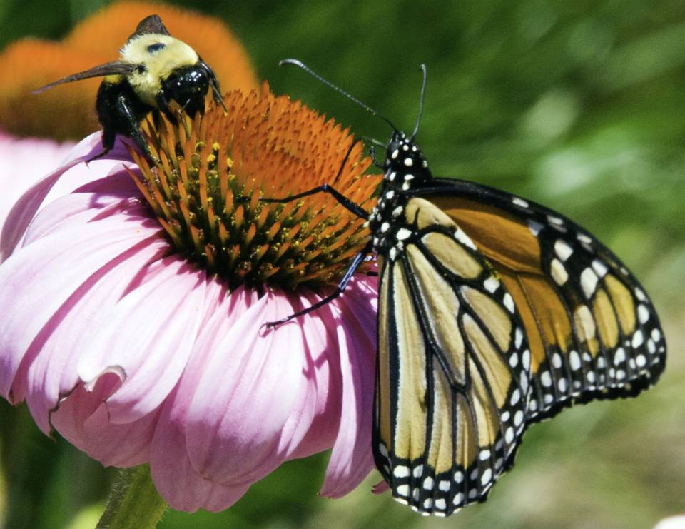 Bee and Butterfly | Shutterbug