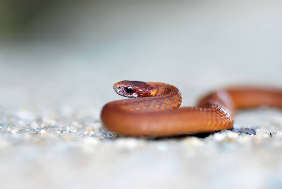 Baby Snake | Shutterbug