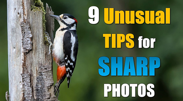 Want Sharper Nature And Wildlife Photos Use These Unique Tips Video