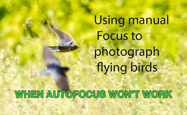 When Manual Focus Works BEST for Photos of Birds in Flight (VIDEO ...