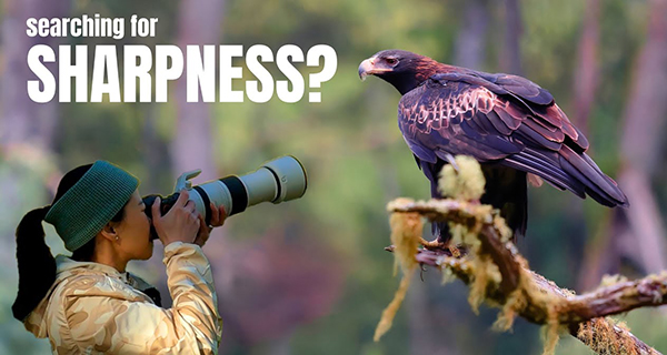 Want Sharper Bird Photos? Use these 5 Easy Pro Tips (VIDEO) | Shutterbug