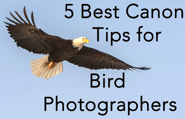 5 Great Tips for Photographing Birds with a Canon DSLR Camera (VIDEO ...