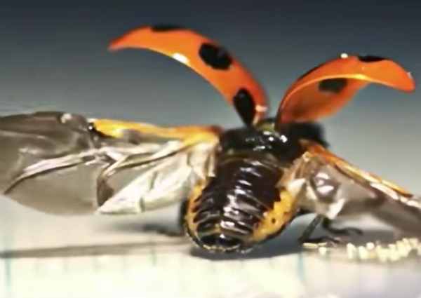 watch-the-intricate-way-ladybugs-fold-their-wings-in-this-first-ever