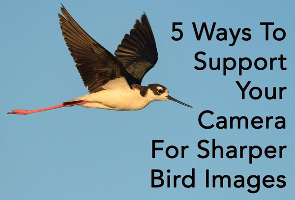 Here Are 5 Tricks for Tack Sharp Bird Photographs While Hand-Holding ...