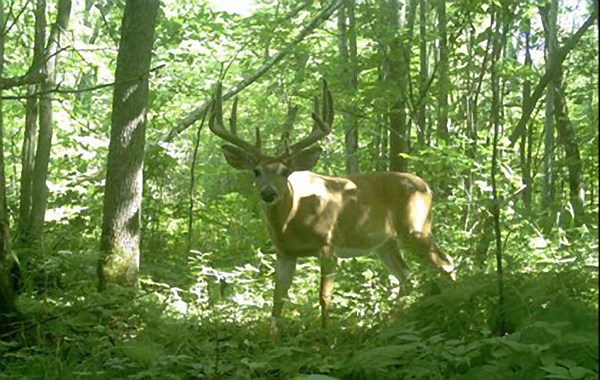 NASA Helps Wisconsin Monitor Wildlife With 5000 Remote Trail Cameras ...