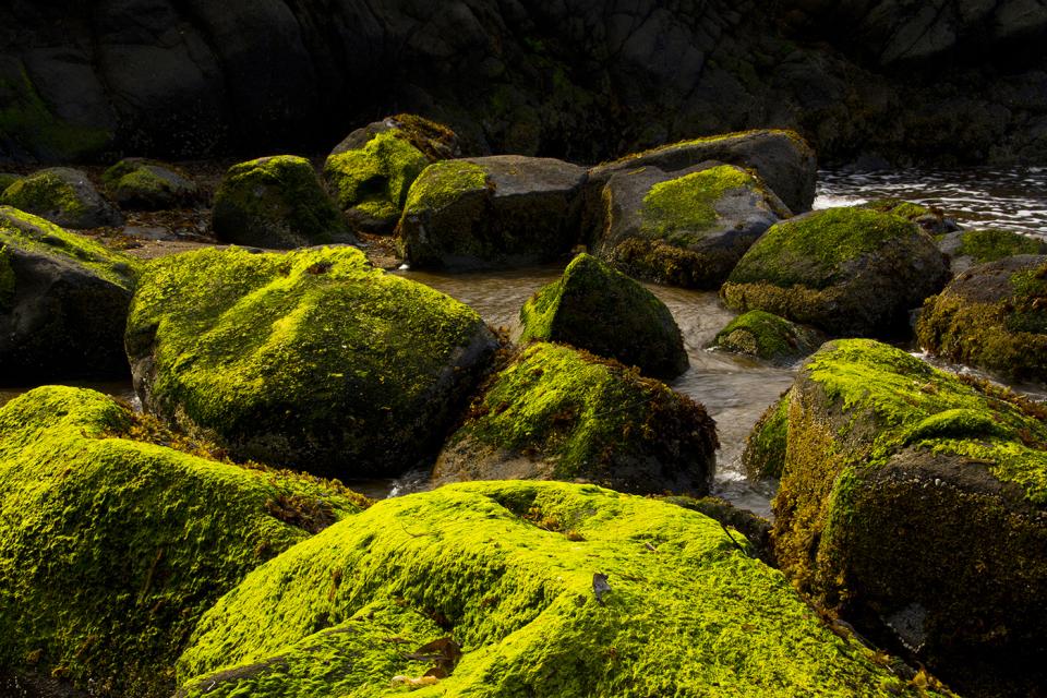 Moss Covered Rocks on the Oregon Coast | Shutterbug