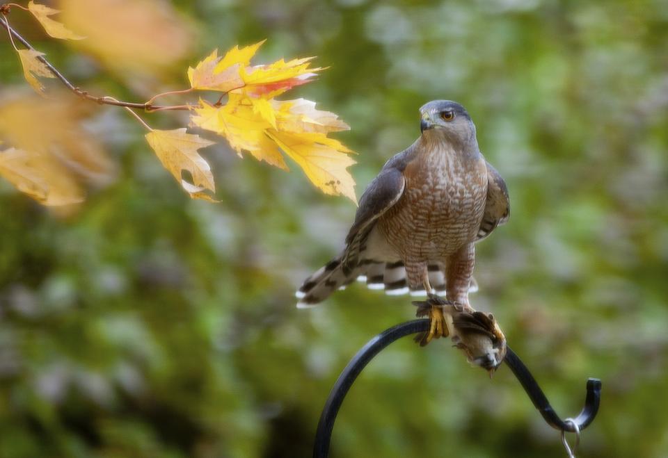 Bird Feeder Shutterbug