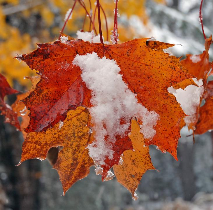 Image result for snow and colored leaves fall