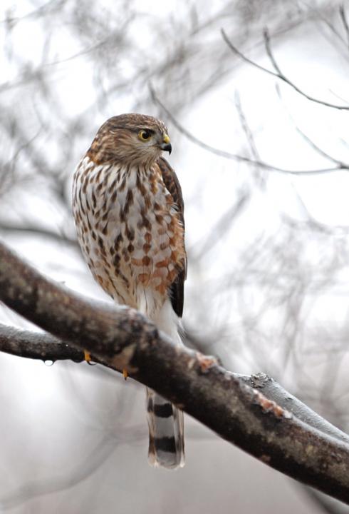 Cooper S Hawk Waiting For Lunch Shutterbug