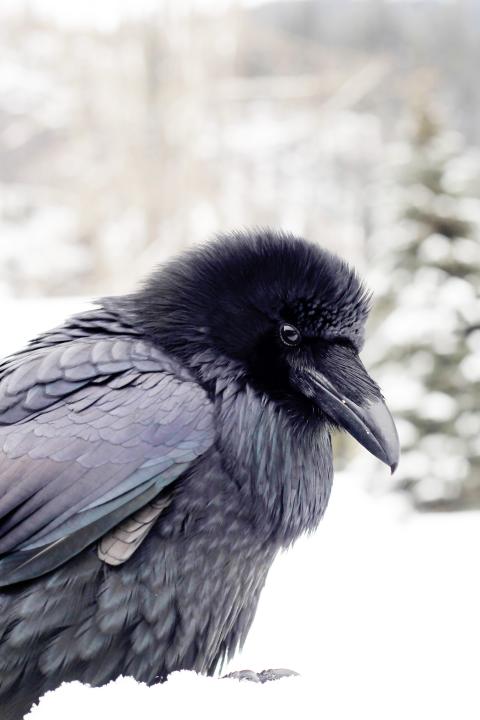 Ravens in Winter