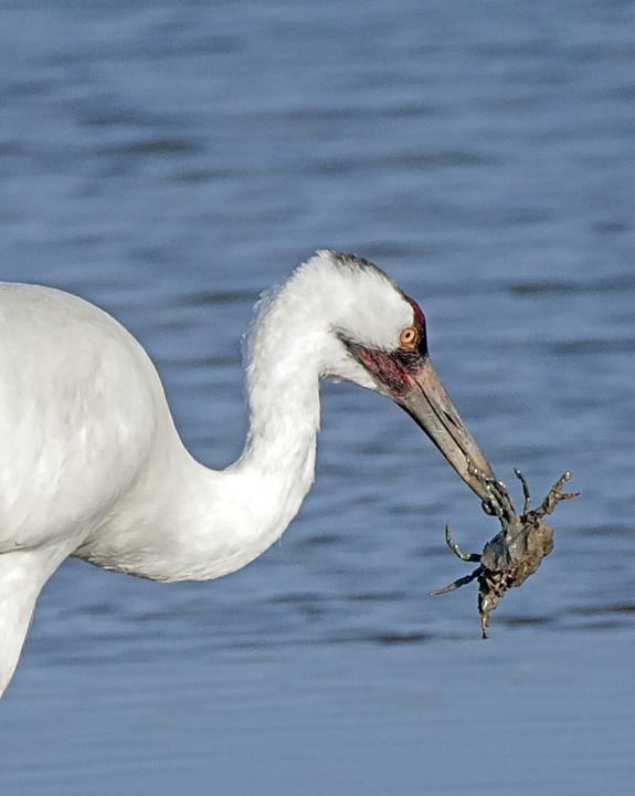 whooping crane food