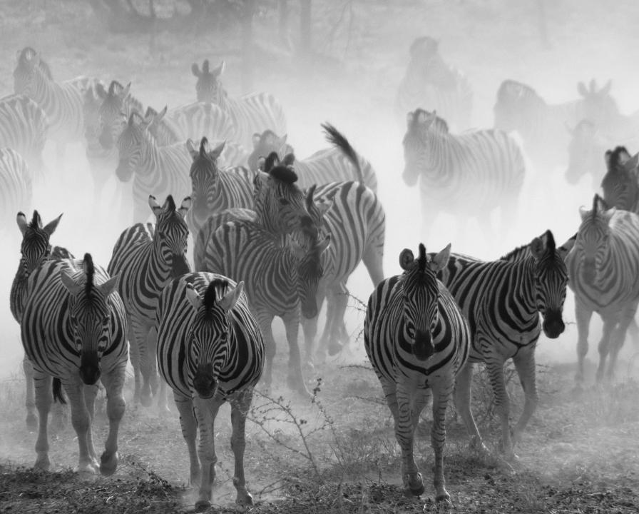 Zebras Fleeing Lions Shutterbug