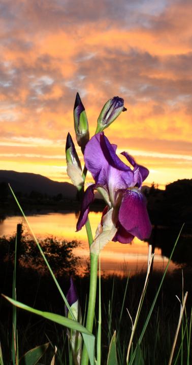 Iris At Sunset Shutterbug