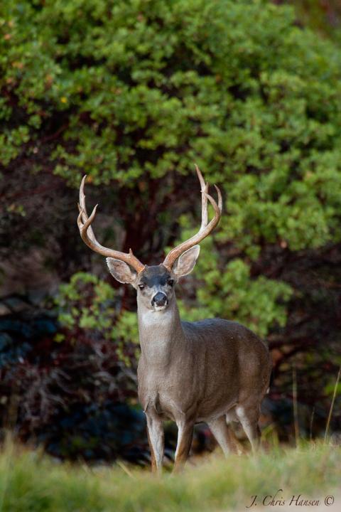 Blacktail Deer | Shutterbug