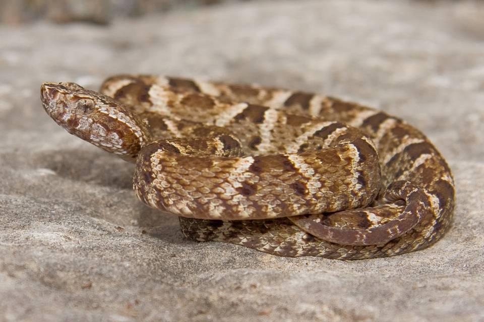 White Tailed Lance Head Snake | Shutterbug