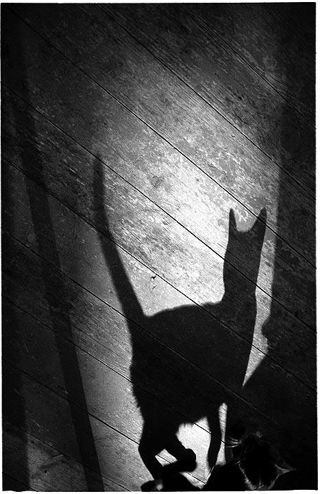 Cat Shadow 