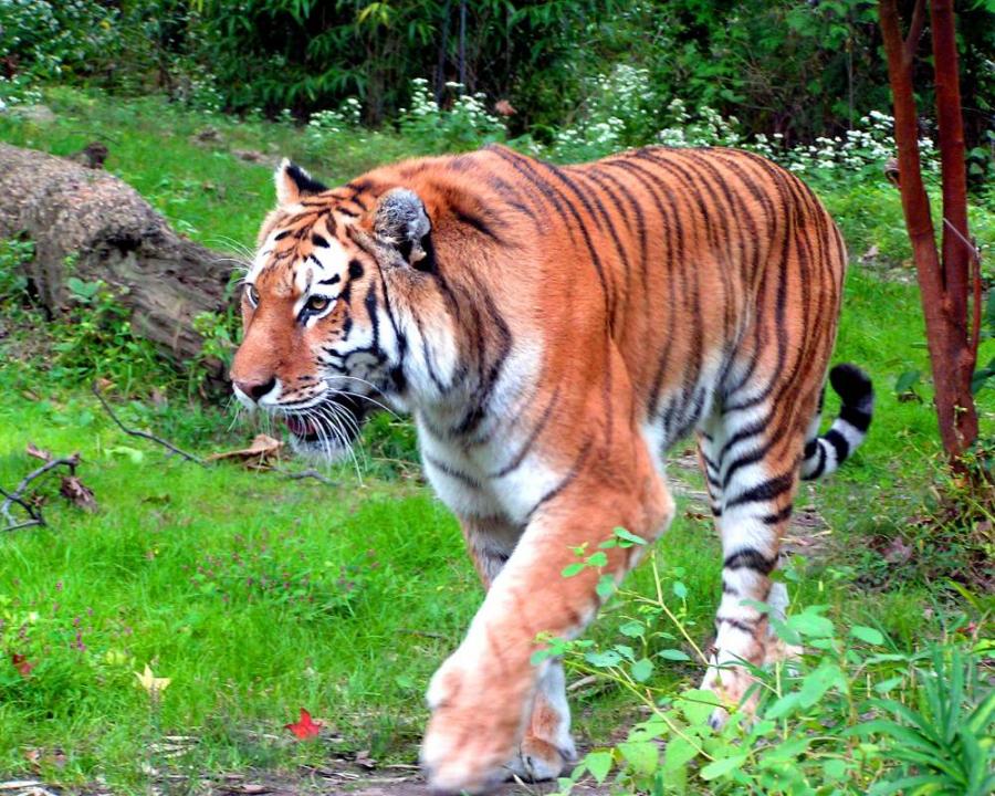 Tiger walk Shutterbug