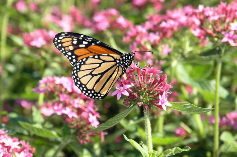 longwood gardens | Shutterbug