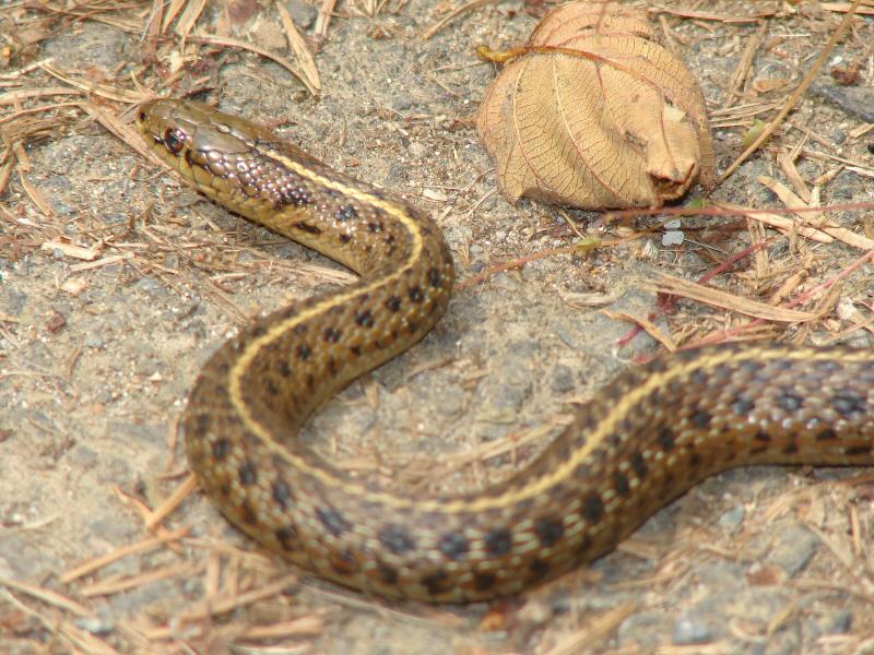 Garden Snake Shutterbug