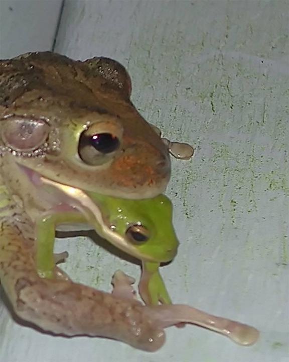 Frog eat Frog | Shutterbug