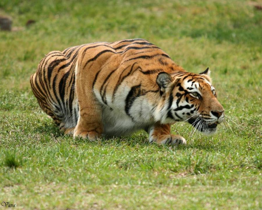 Image result for tiger ready to pounce