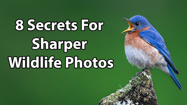 Take Your Wildlife Images from Soft to SHARP with These 8 Tricks (VIDEO ...